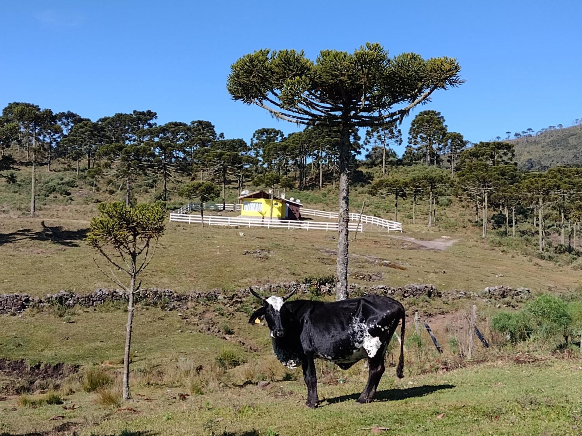 אורוביסי Casa E Cabana De Campo Fazenda Borba מראה חיצוני תמונה